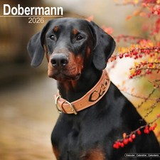 Dobermann 2026 Calendar | Dog