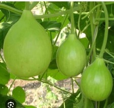 UK Hybrid Indian Lauki Bottle Gourd Dudhi Zuca Kodu Bangladeshi Panni 8 Lau seed