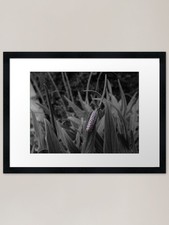 a very unusual moth Framed Art