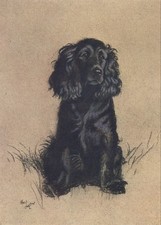 Cecil Aldin Dog Prints A Dozen