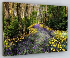 BLUEBELL WOODLAND CANVAS PICTURE PRINT WALL ART 