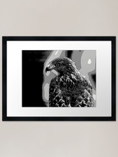 Red Tailed Hawk Black and