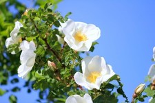 Hedging rose plants rosa - plants,