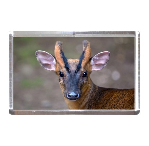 Fridge magnet muntjac - fridge, deer