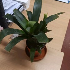 Guzmania Bromeliad House Plant