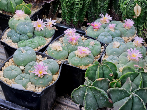 Astrophora cactus seeds - astrophora,