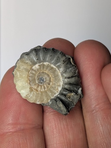 Beautiful ammonite from
