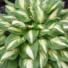 HOSTA MISS AMERICA  PLANTAIN