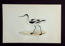 AVOCET, original antique