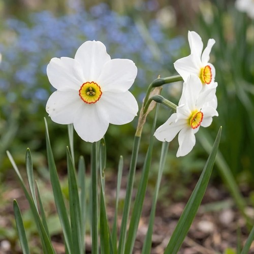 Pheasant eye narcissus - pheasant's,