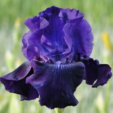 T&M Iris Germanica Rosalie