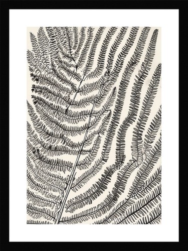Exquisite fern fronds - fern, framed
