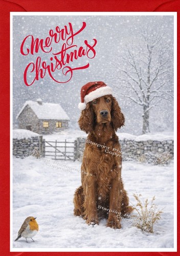 Irish setter red dog - red,