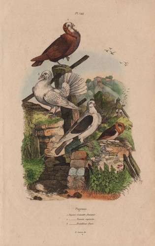Pigeons cravatte français - pigeons.,