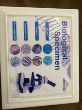 100 Slides For Microscope