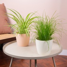 Pet Friendly House Plant Bundle - Cat Grass and Spider Plant Indoor Plant Mix