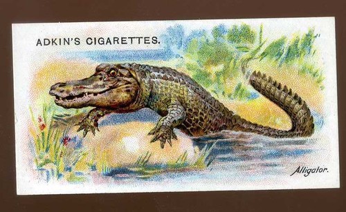1923 adkin and son wild - 1923,
