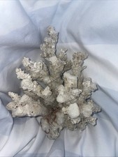 Real dry coral - coral, red