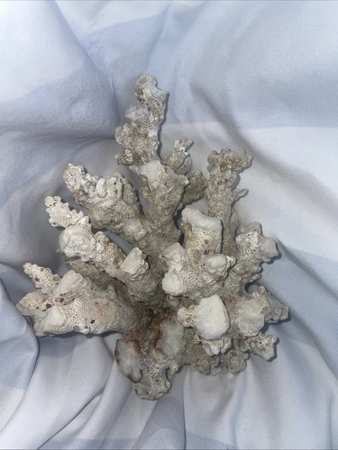 Real dry coral - real,