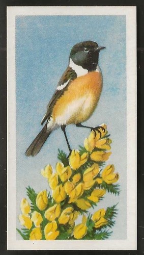 Brooke bond bird - brooke, (tea)-bird