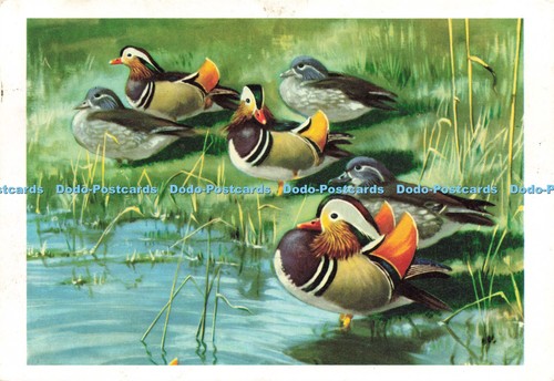D220497 mandarin ducks - ducks, royle