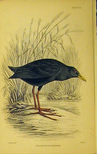 Original old antique print - original,