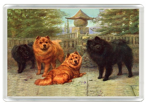 Chow dog - chow,