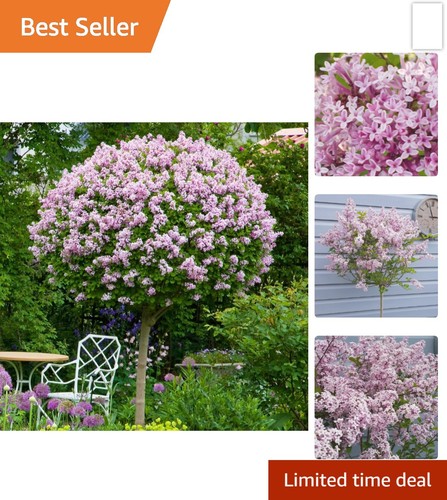 Lilac tree 120cm - lilac, 90-120cm