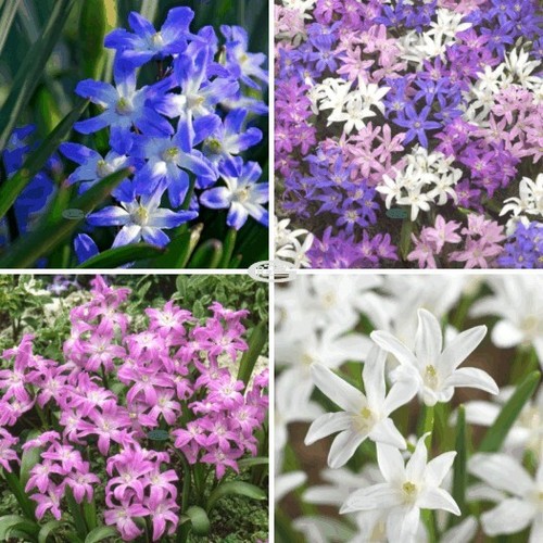 Chionodoxa luciliae blue pink - blue,