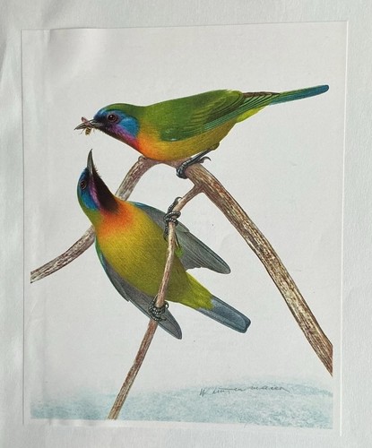 Bird print orange bellied - bird, print: