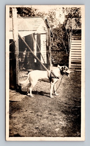 Vintage dog with - dog,