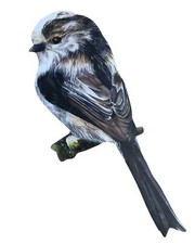 Long Tailed Tit Magnet - Long