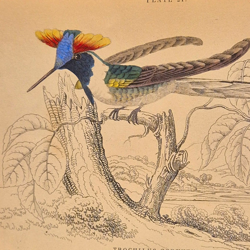 Lizars trochilus cornutus - lizars.,