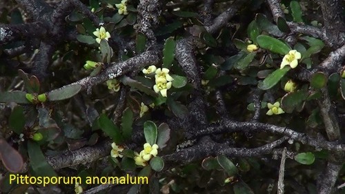 Pittosporum anomalum unusual - pittosporum,