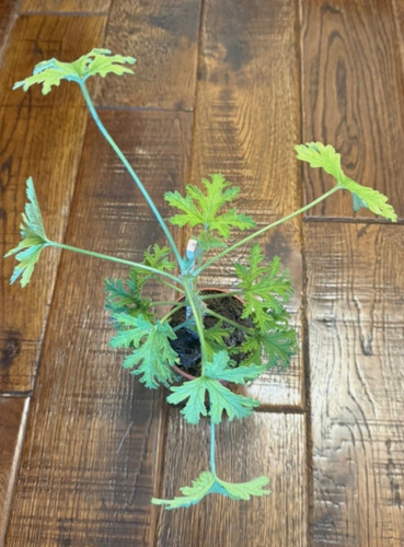 Lemon scented geranium - lemon,