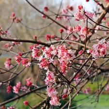 T&M Viburnum x bodnantense