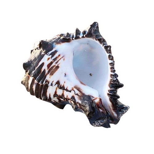 Large natural conch shells - 4",