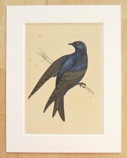 Purple Martin Bird Print -