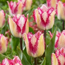 Fringed Tulips Tulip Bulb