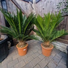 Cycas Revoluta Cycads Tropical Garden plants, Houseplants. Sago Palms. Palm Tree