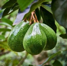 ? 6x Avocado Seeds - Ready / Easy To Grow Fresh Avocado Trees ? - UK Seller