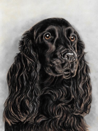 Black cocker spaniel art - spaniel,