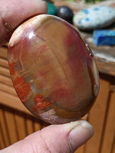 Petrified wood palm - petrified,