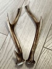 PAIR OF SIKA DEER ANTLERS