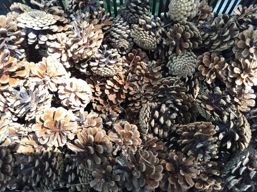 Small pine cones natural - small,
