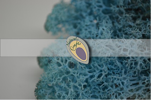 Preserved reindeer moss - preserved,