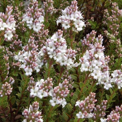 Veronica sect hebe - veronica, sect.