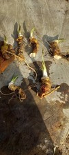Horse Radish Plants X 5. Bare root cuttings with Crowns. Edible, easy to grow.