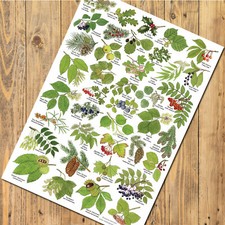 British  Tree Leaves Art Prints, Posters Nature Identification Wildlife Charts
