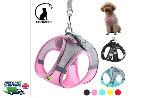 Dog harness leash - harness,